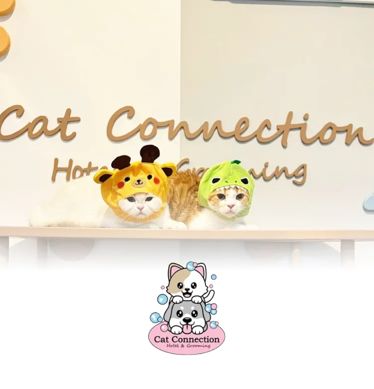 Cat Connection 750x780 Px