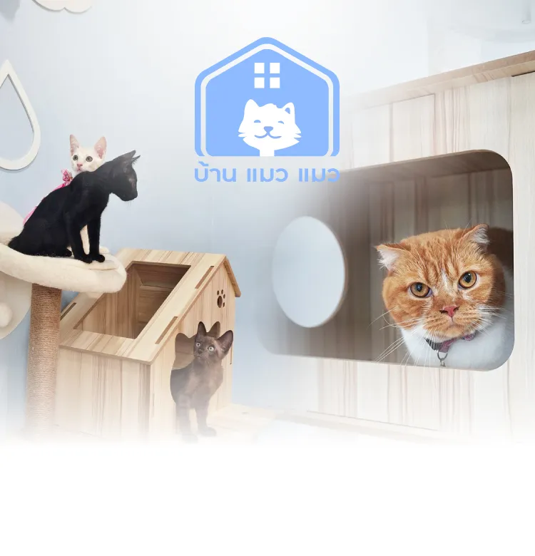 Baan Maew Maew 750x780 Px