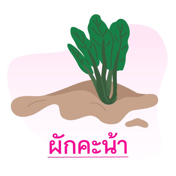 5ผักสวนครัว ปลูกง่ายในฤดูฝน Blog5