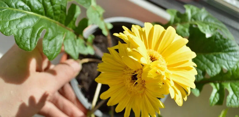 เยอบีร่า (Gerbera Daisy) ต้นไม้ฟอกอากาศในห้องนอน