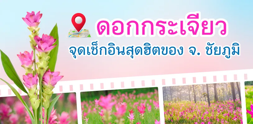 ดอกกระเจียวบานที่ชัยภูมิ!
