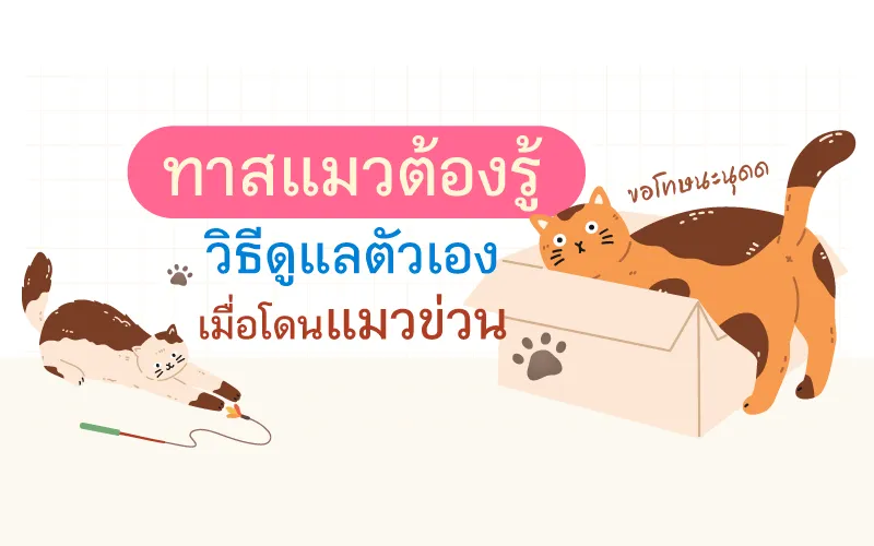 ทาสแมวต้องรู้ วิธีดูแลตัวเองเมื่อโดนแมวข่วน หรือ แมวกัด