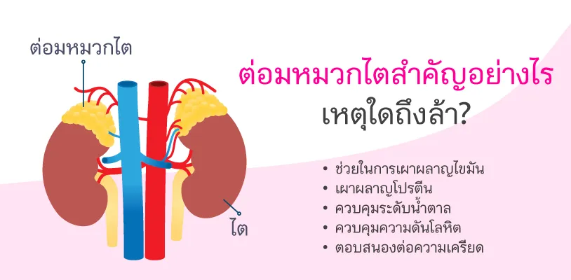 ต่อมหมวกไตสำคัญอย่างไร เหตุใดถึงล้า?