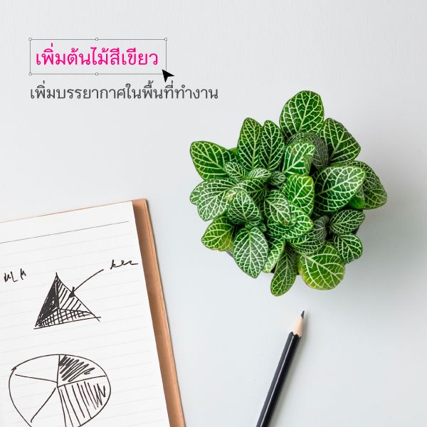 Article600 X60051