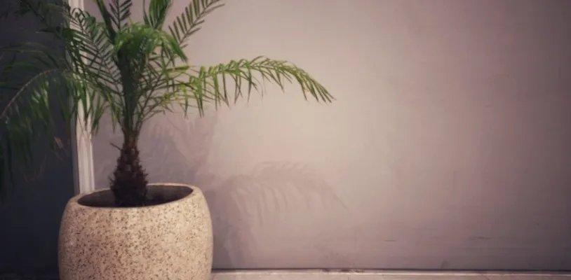 ไผ่กวนอิม (Bamboo Palm) ต้นไม้ฟอกอากาศในห้องนอน
