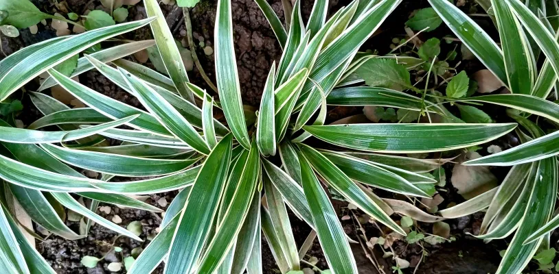 เศรษฐีเรือนใน (Spider Plant) ต้นไม้ฟอกอากาศในห้องนอน
