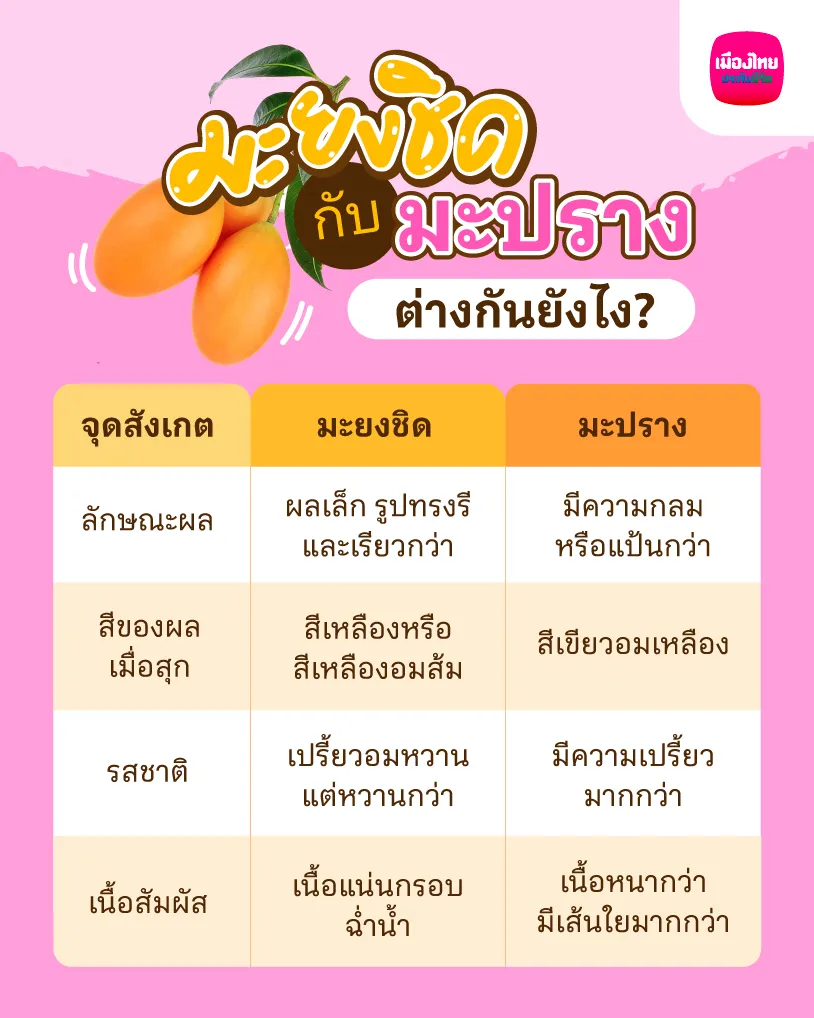 2. มะยงชิด กับ มะปราง ต่างกันยังไง?