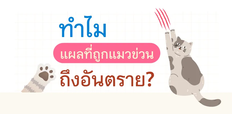 อันตรายจากแมวข่วน
