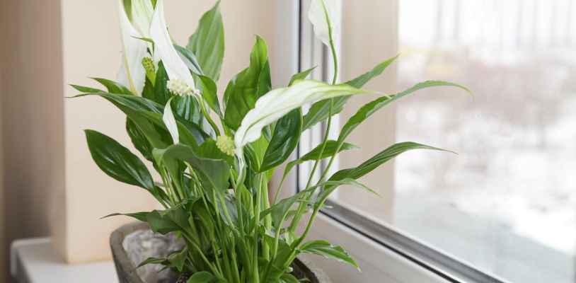 สปาธิฟิลลัม (Spathiphyllum) ต้นไม้ฟอกอากาศในห้องนอน