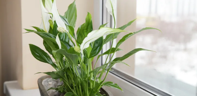 สปาธิฟิลลัม (Spathiphyllum) ต้นไม้ฟอกอากาศในห้องนอน