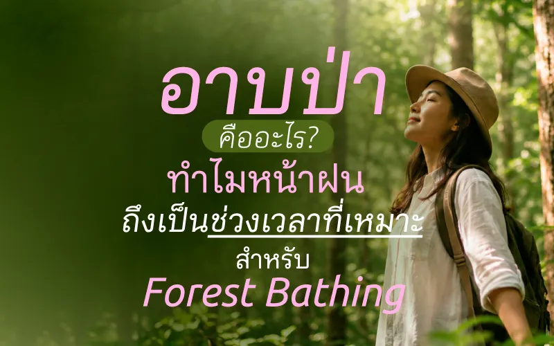 อาบป่า คืออะไร ทำไมหน้าฝนถึงเป็นช่วงเวลาที่เหมาะสำหรับ Forest Bathing