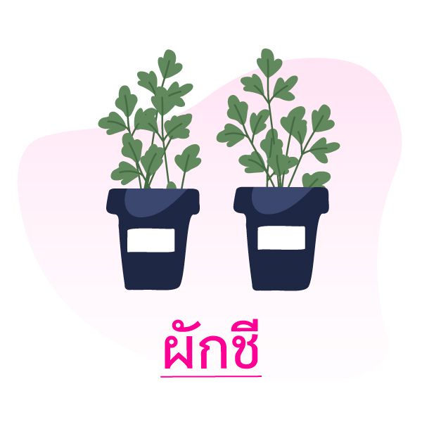 5ผักสวนครัว ปลูกง่ายในฤดูฝน Blog2