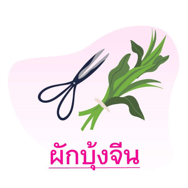 5ผักสวนครัว ปลูกง่ายในฤดูฝน Blog4