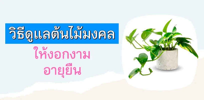 วิธีดูแลต้นไม้มงคลให้งอกงาม อายุยืน