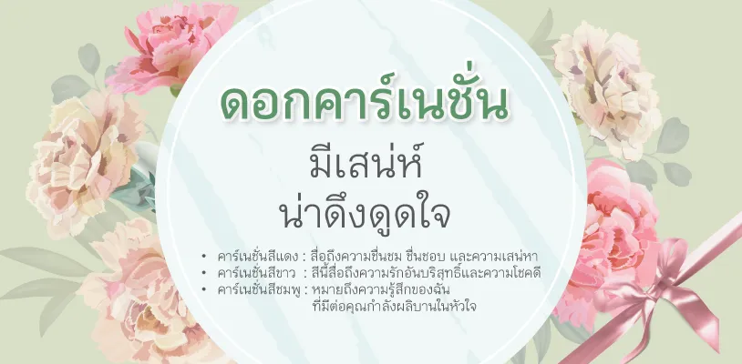 ดอกคาร์เนชั่น มีเสน่ห์ น่าดึงดูดใจ