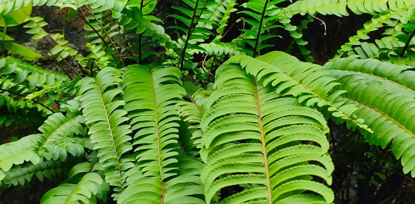เฟิร์นบอสตัน (Boston Fern) ต้นไม้ฟอกอากาศในบ้าน