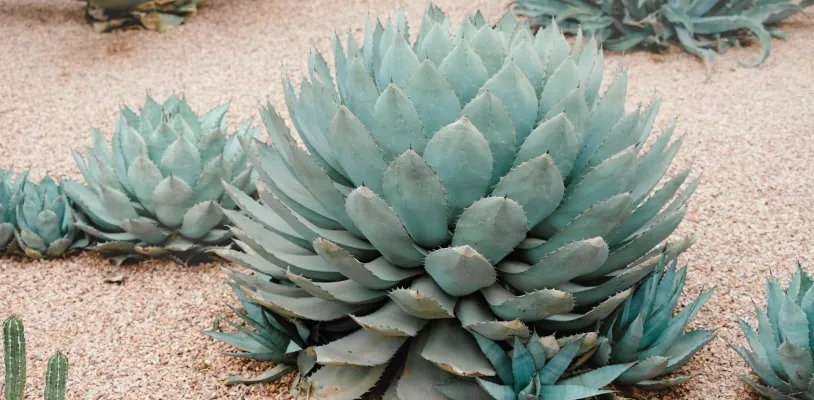 อากาเว่ (Agave) ต้นไม้ฟอกอากาศในห้องนอน