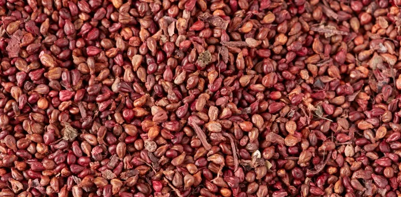 Grape Seed ช่วยอะไร? ประโยชน์ครบทุกด้าน