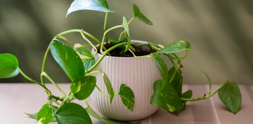 พลูด่าง (Pothos) ต้นไม้ฟอกอากาศในบ้าน
