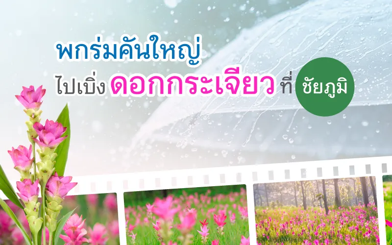 20230515 Siam Tulip Thumbnail 800x500