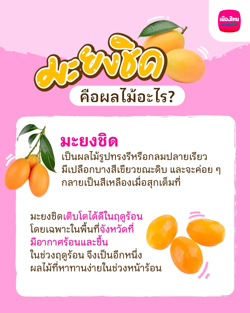 มะยงชิด คือผลไม้อะไร?