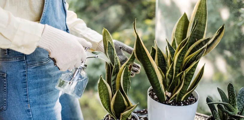 ลิ้นมังกร (Snake Plant) ต้นไม้ฟอกอากาศในบ้าน