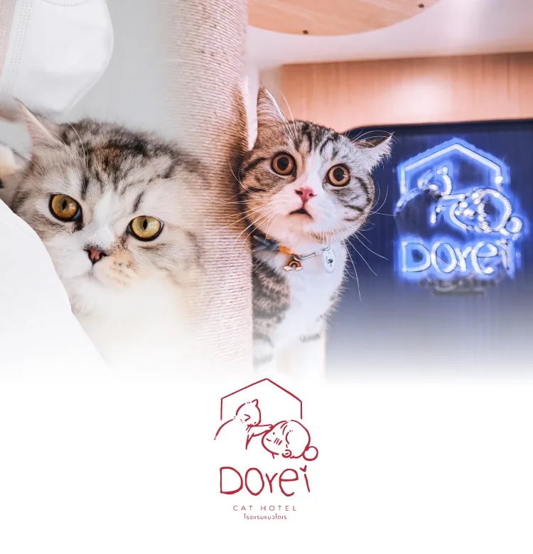 Dorei Cat Hotel 750x780 Px