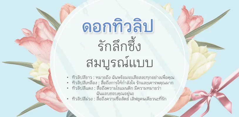 ดอกทิวลิป รักลึกซึ้ง สมบูรณ์แบบ