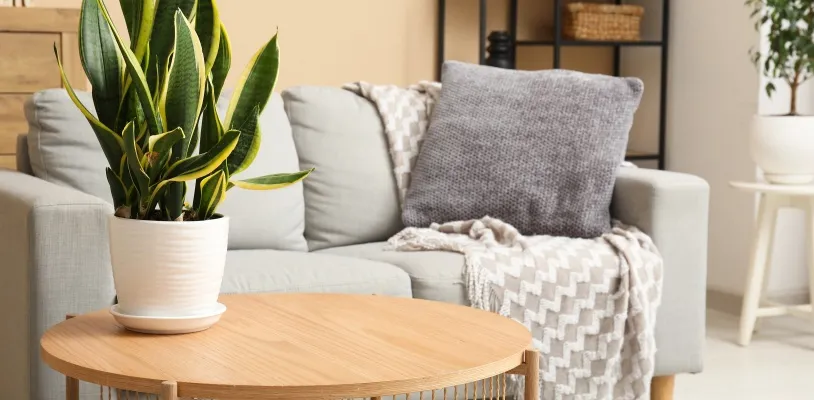 How to grow and care for air-purifying plants for cleaner air