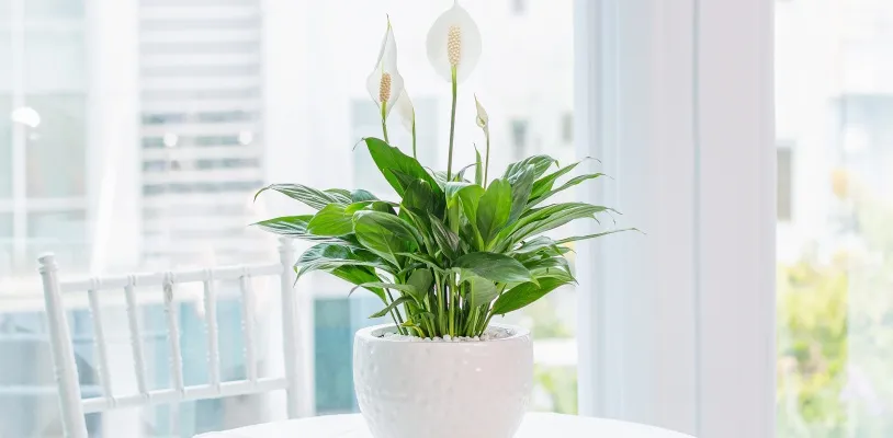 เดหลี (Peace Lily) ต้นไม้ฟอกอากาศในบ้าน
