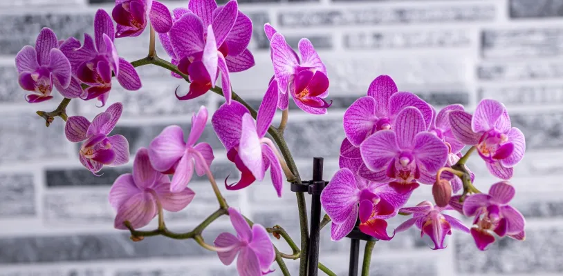 กล้วยไม้ (Orchids) ต้นไม้ฟอกอากาศในห้องนอน