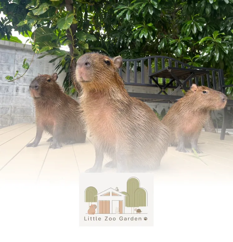 Little Zoo Garden 750x780 Px