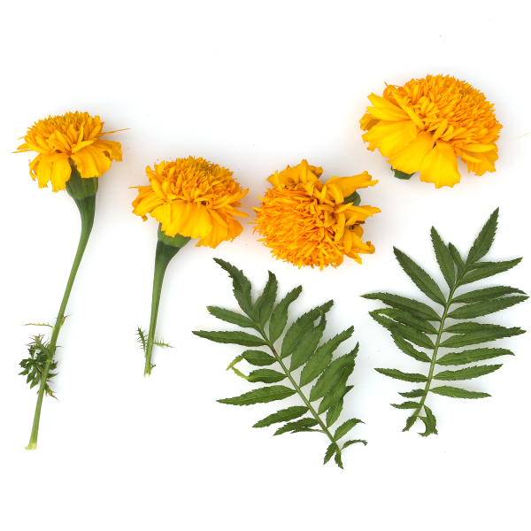 Marigold