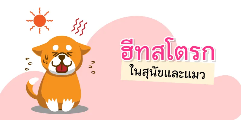 Heat stroke in dogs and cats