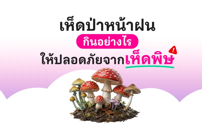 เห็ดป่าหน้าฝน กินอย่างไรให้ปลอดภัยจากเห็ดพิษ