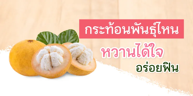ทุบ!กระท้อน ของอร่อยเมืองลพบุรี