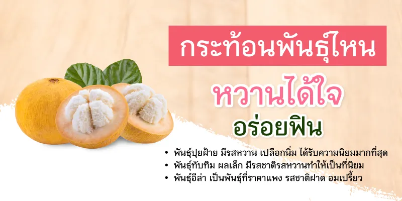 กระท้อนเมืองลพบุรี พันธุ์ไหนอร่อย
