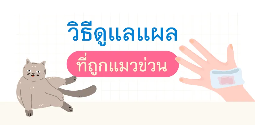 วิธีดูแลแผลที่ถูกแมวข่วน