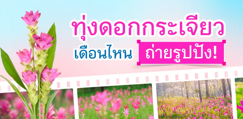 ดอกกระเจียวบานที่ชัยภูมิ!