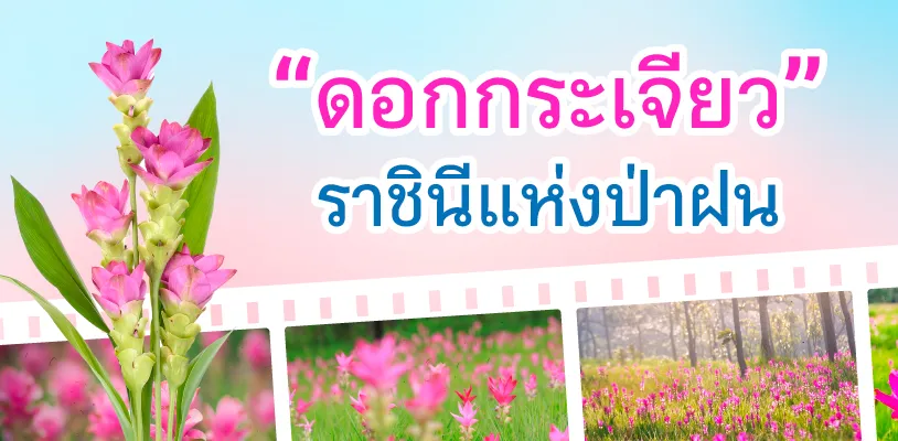 ดอกกระเจียวบานที่ชัยภูมิ!