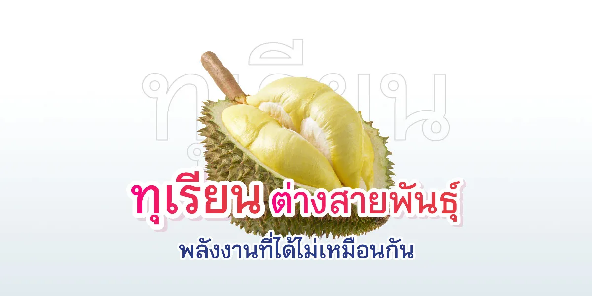 Different Types of Durians, Different Energy