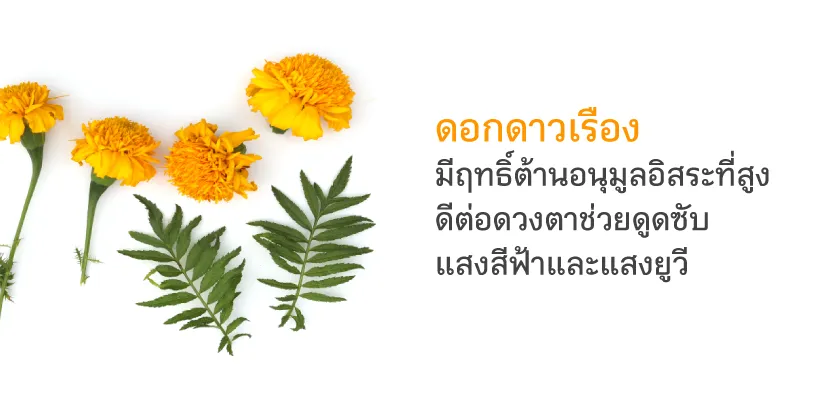 ดอกดาวเรือง