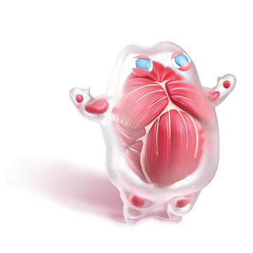 Activity DT Q3 Muscle